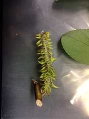 Salix pseudomonticola