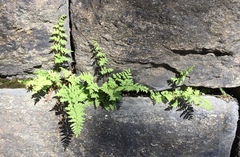 Woodsia obtusa