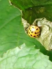 Harmonia axyridis