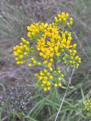 Solidago nitida