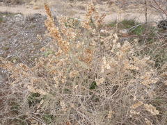 Atriplex canescens