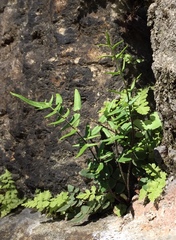 Pellaea atropurpurea