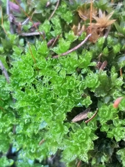Trichostomum brachydontium