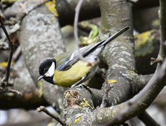 Parus major