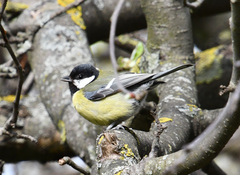 Parus major