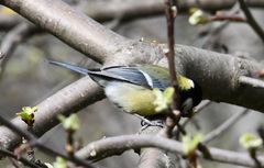 Parus major