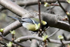 Parus major