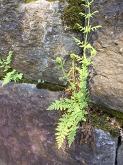 Woodsia obtusa