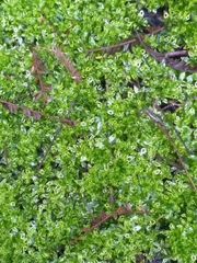 Trichostomum brachydontium