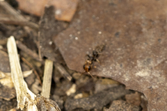Pseudomyrmex tenuis