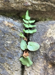 Pellaea atropurpurea