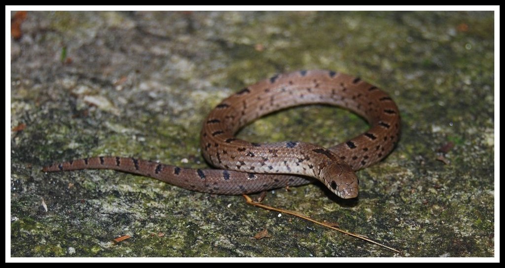 Stenorrhina