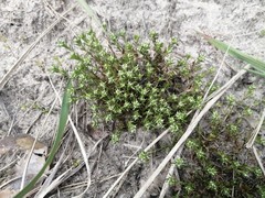 Scleranthus perennis