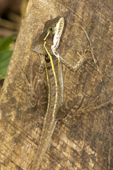 Basiliscus vittatus