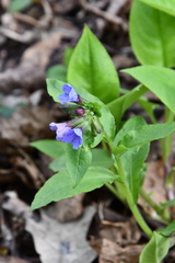 Pulmonaria obscura
