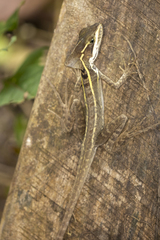 Basiliscus vittatus