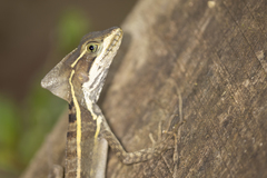 Basiliscus vittatus