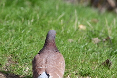 Columba livia domestica