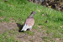 Columba livia domestica