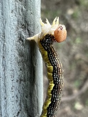 Erannis tiliaria