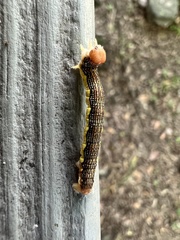 Erannis tiliaria