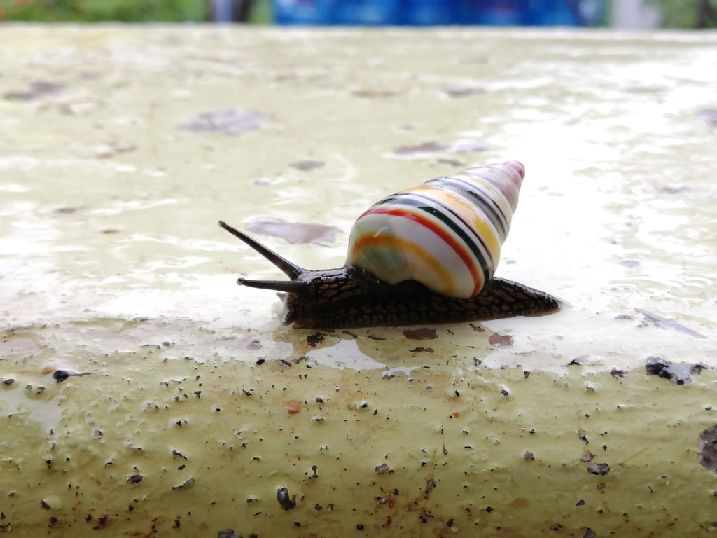 Candy Cane Snail in May 2022 by Judá Isaí Martínez Uribe · iNaturalist
