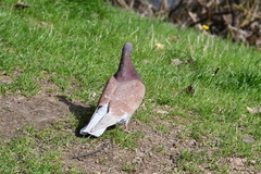 Columba livia domestica