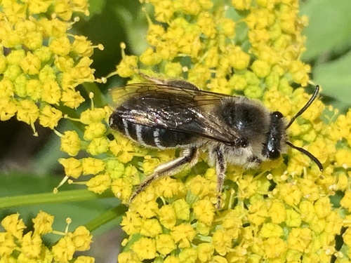 Unequal Cellophane Bee photo 4