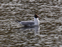 Chroicocephalus ridibundus