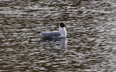 Chroicocephalus ridibundus