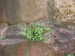 Asplenium ruta-muraria