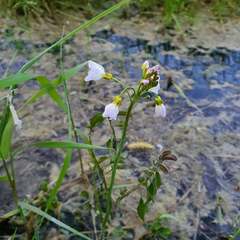 Cardamine