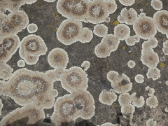 Protoparmeliopsis muralis