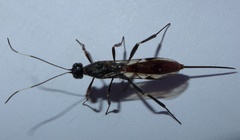 Xorides filiformis