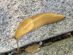 Ariolimax brachyphallus
