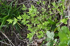 Moehringia trinervia