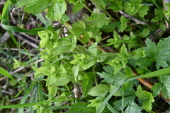 Moehringia trinervia