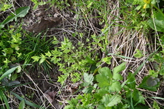 Moehringia trinervia