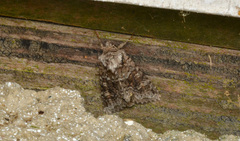 Lacinipolia cuneata