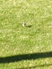 Motacilla alba alba