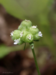 Valerianella vesicaria