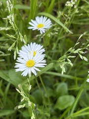 Bellis perennis