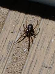 Steatoda nobilis