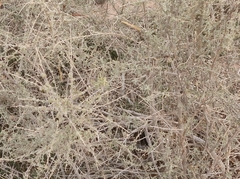 Atriplex canescens
