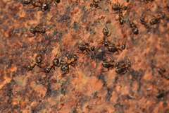 Lasius emarginatus