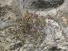 Arenaria serpyllifolia