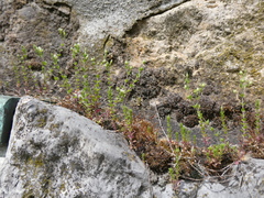 Arenaria serpyllifolia