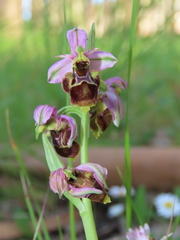 Ophrys × minuticauda