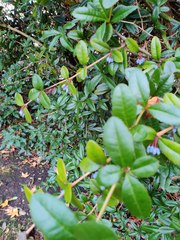 Berberis