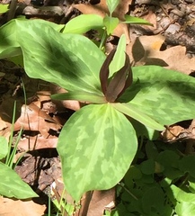 Trillium sessile